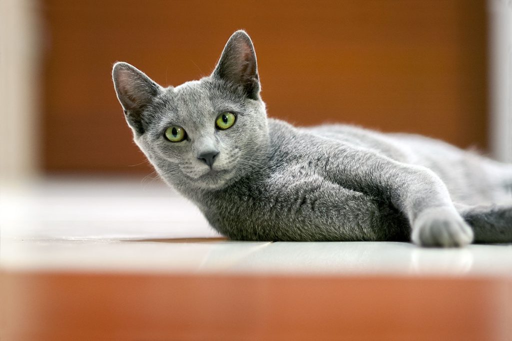 p0001 d230 33 lo res