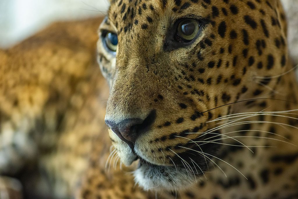 p0003 d585 46 lo res