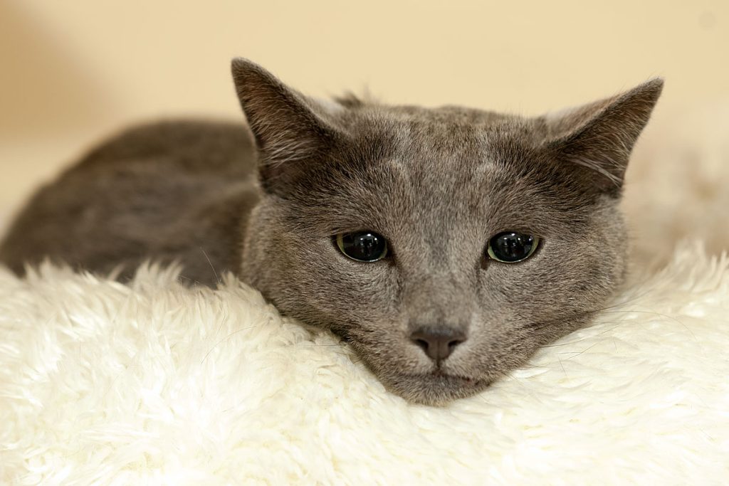 p0006 d208 21 lo res