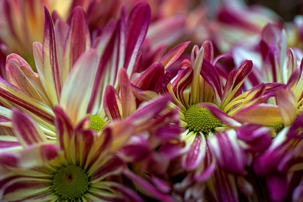 p0010 d519 01 lo res