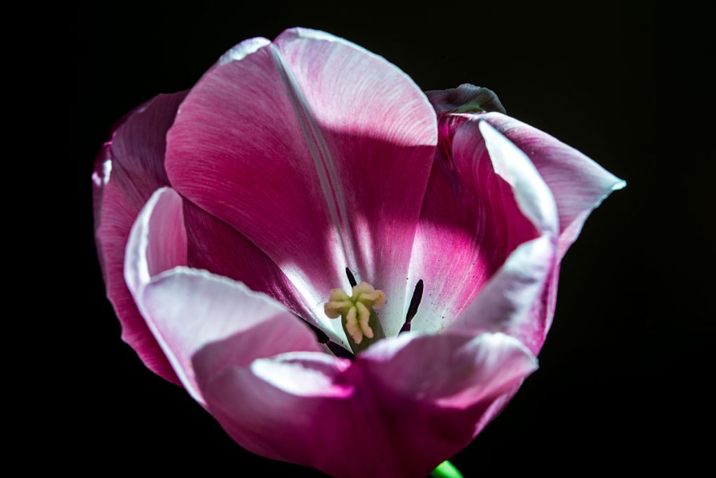 p0026 d409 50 lo res