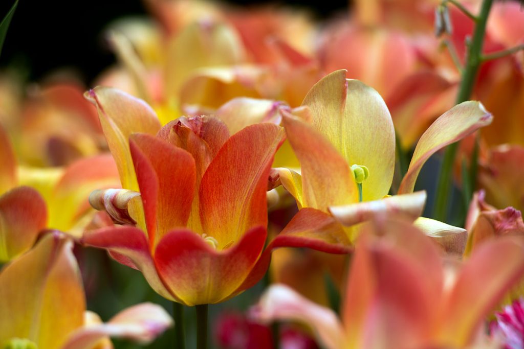 p0032 d412 14 lo res