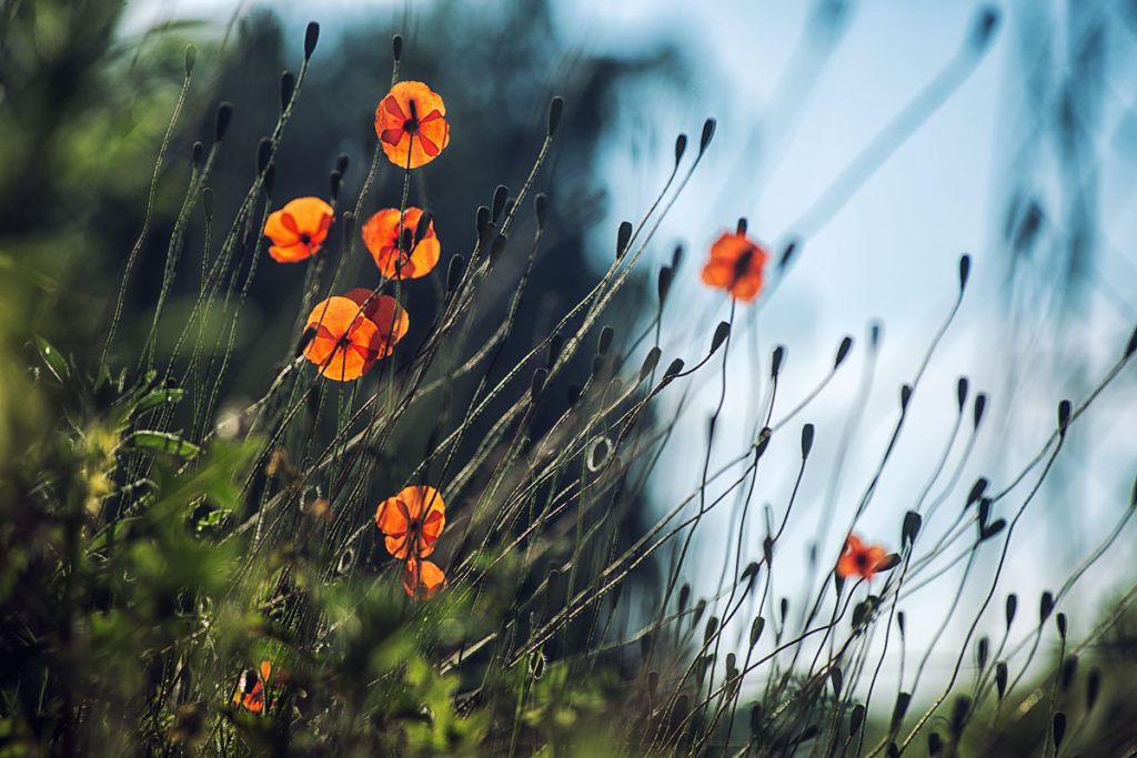 p0039 d416 08 lo res