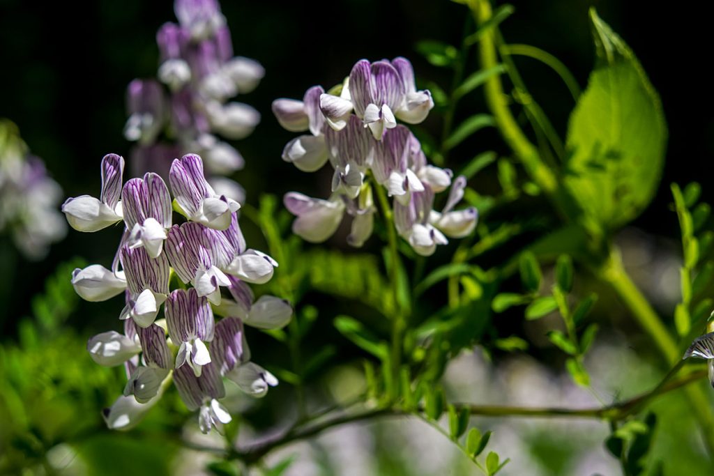 p0044 d418 14 lo res