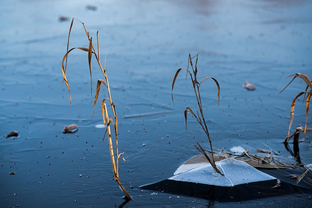 p0073 d462 12 lo res