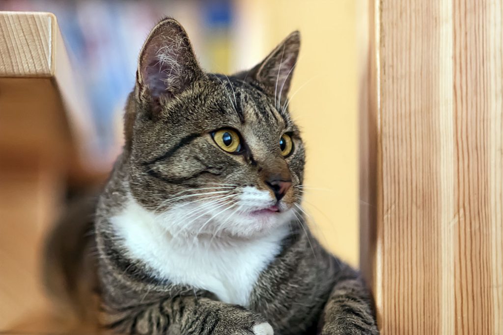 p0085 d231 01 lo res 2